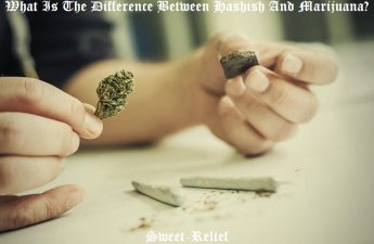 hash vs weed