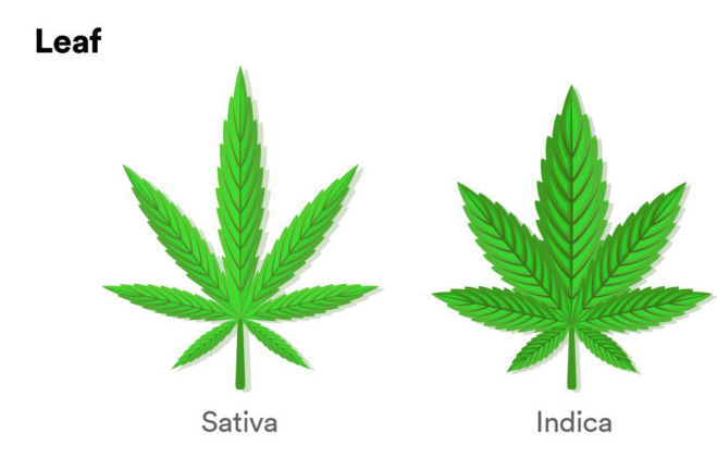 The Marijuana Leaf