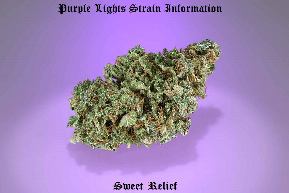 purple lights strain