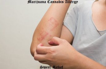 marijuana allergy