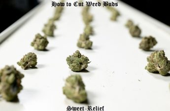 how to cut weed buds