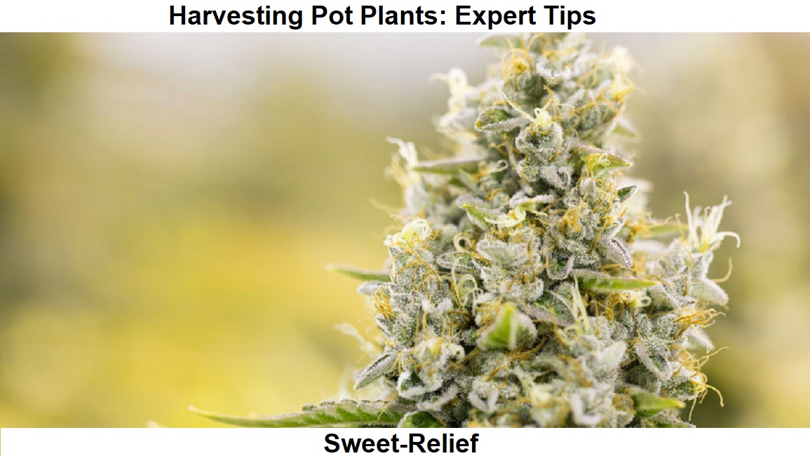 when to harvest weed