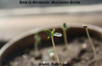 marijuana seed guide