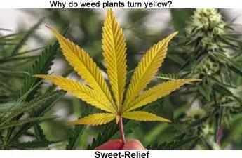 weed plants turn yellow