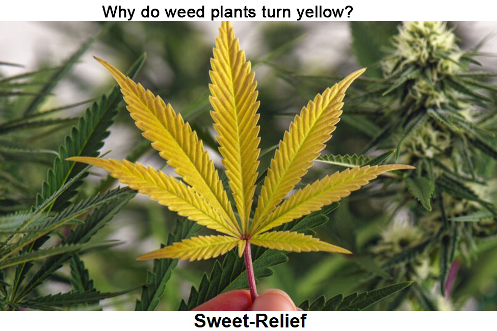 weed plants turn yellow