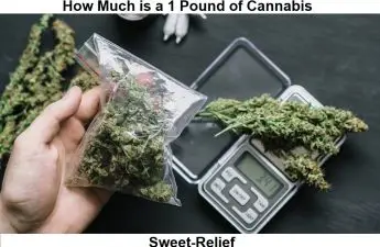 1 pound of cannabis